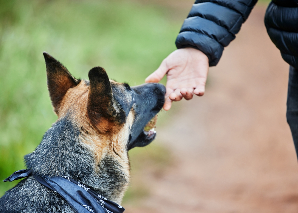 Shot of an adorable german shepherd being trained by his owner in the park.