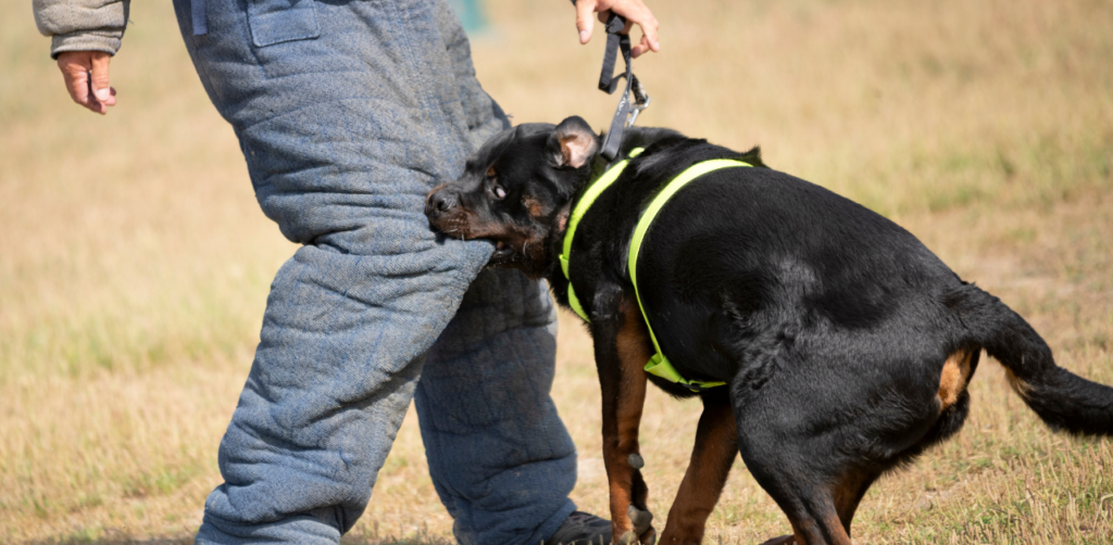 Aggressive dog bites trainer’s padded pants during controlled attack training outdoors