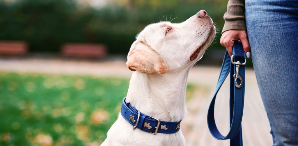 Labrador on leash looks up at owner in park, wearing blue collar with bone charms